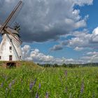 9944TZ Windmühle Veltheim in Wildblumenwiese