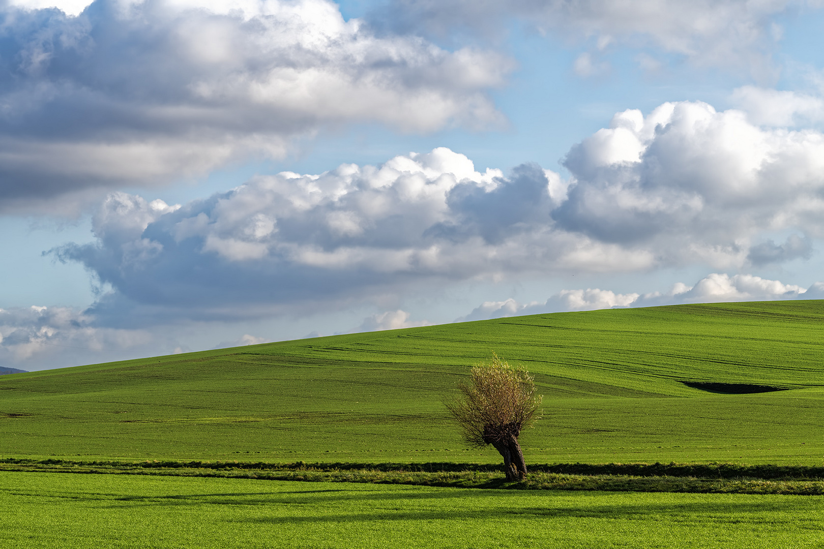 9945S Einsame Kopfweide im Feld mit Wolkenhimmel