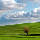 9945S Einsame Kopfweide im Feld mit Wolkenhimmel