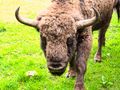 Meeting with Bison by Tania Skaradek