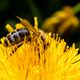 Lecker Pollenklffchen