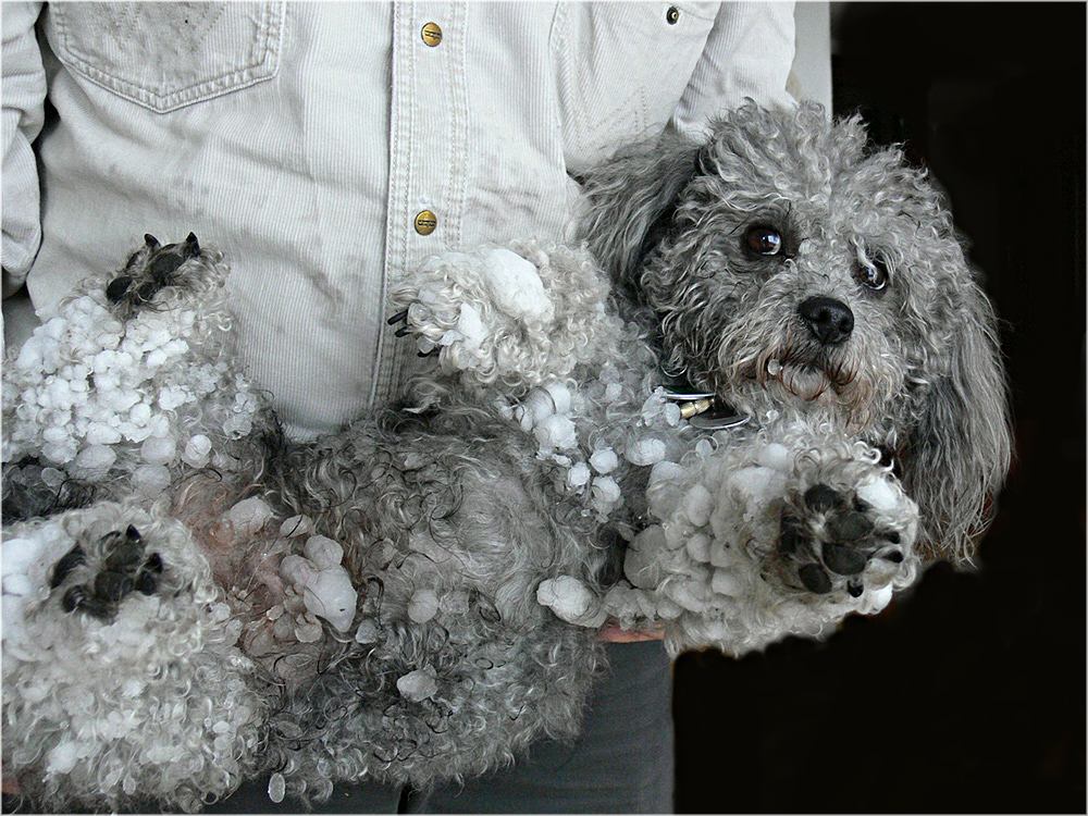 = R = Schneehund  von Christine Sch.