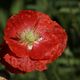 Mohn