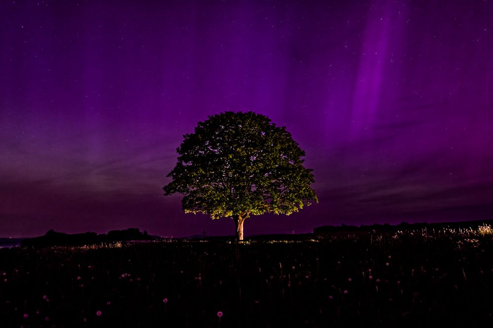 Der Baum und das Licht