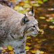 Luchs im Tierpark Sababurg