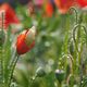 mohn nach dem regen