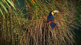 Rotbrusttukan (Ramphastos dicolorus) Atlantischer RegenwaldBrasilien von Günter Heinz