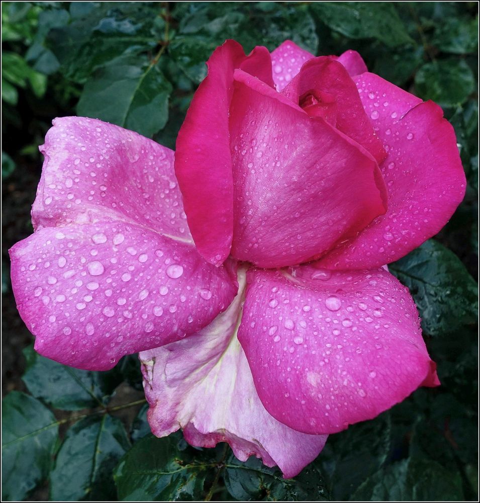 Königin der Blumen von erich stiglitz