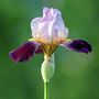 Iris... von rufus53