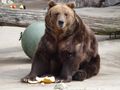 Brown Bear by -Natasha-