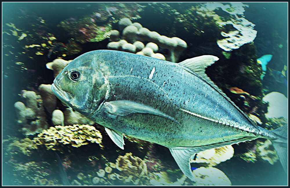9)	Aquarium des Lagons 5 - Carangue bleue – Caranx melampygus