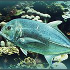 9)	Aquarium des Lagons 5 - Carangue bleue – Caranx melampygus