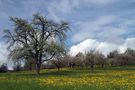 Frühling im Ländle von Sylvia Schulz