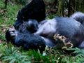 Mgahinga Gorilla Nationalpark von tedesca