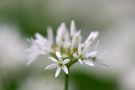 Bärlauchblüte  von px713