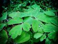 Perles de pluie  de Robert Buatois