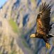 Seeadler, Norwegen