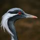 Demoiselle crane