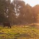 Bulle im Sonnenuntergang