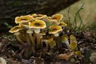 Armillaria gallica by Milos Villaris