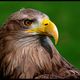 Seeadler