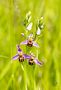 Ophrys abeille de aline64