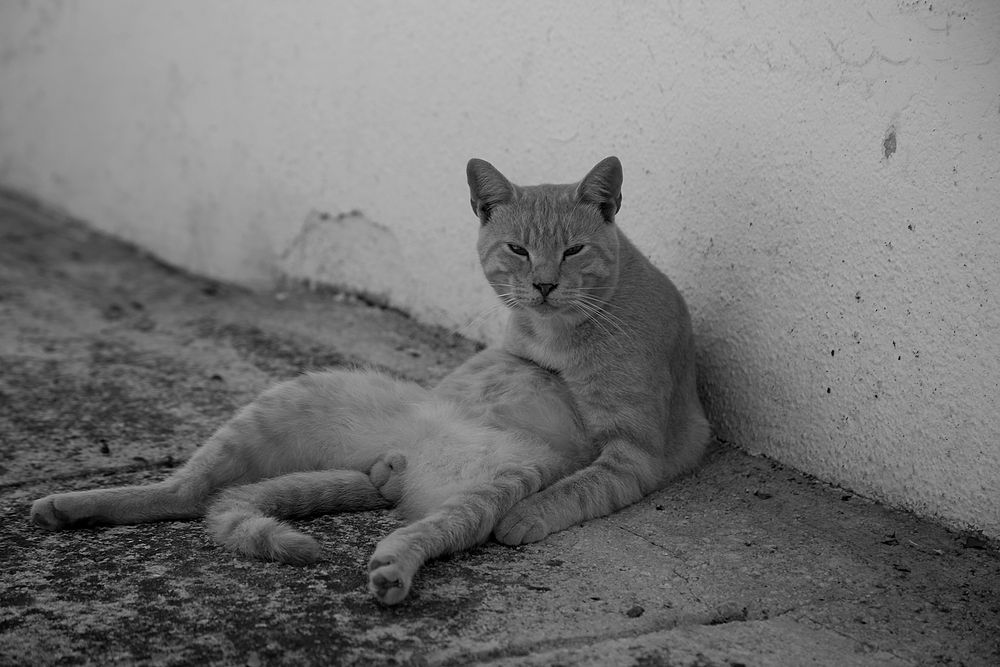 katzensiesta in Koratien von Dijana I. 