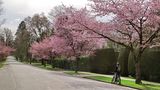 Vancouver Living -  with Cherry Trees by Adele D. Oliver