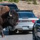 Bison im Yellowstone NP - Wyoming USA