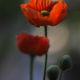 Roter Mohn_4