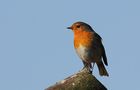 Rotkehlchen (Erithacus rubecula) von Heinz Schmalenstroth