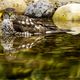 Sperber (Accipiter nisus)