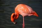 Flamingo von HK Krause