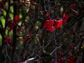 PETITES FLEURS ROUGE DU PRINTEMPS de BUBUL 