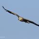 Seeadler im Gleitflug