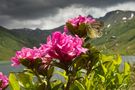 Feuriger Perlmuttfalter von Alpen Murmeltier