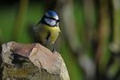 Mésange bleue de Gérard Verdière