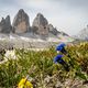 Blumen in den Dolomiten