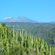 Pico del Teide