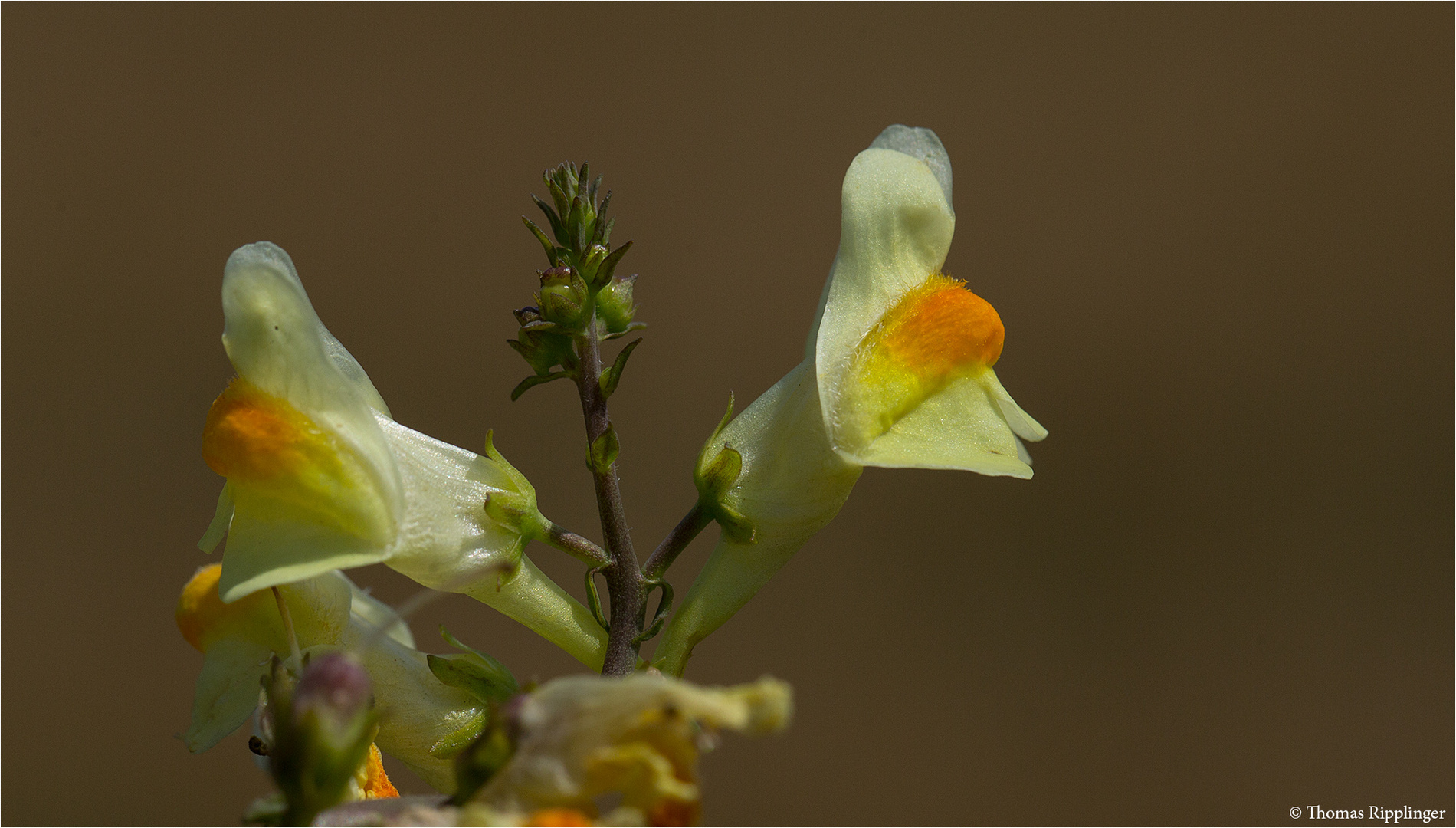 9Echtes Leinkraut (Linaria vulgaris)