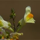 9Echtes Leinkraut (Linaria vulgaris)