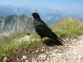 Alpendohle in 2299m höhe von Danny Wittmann