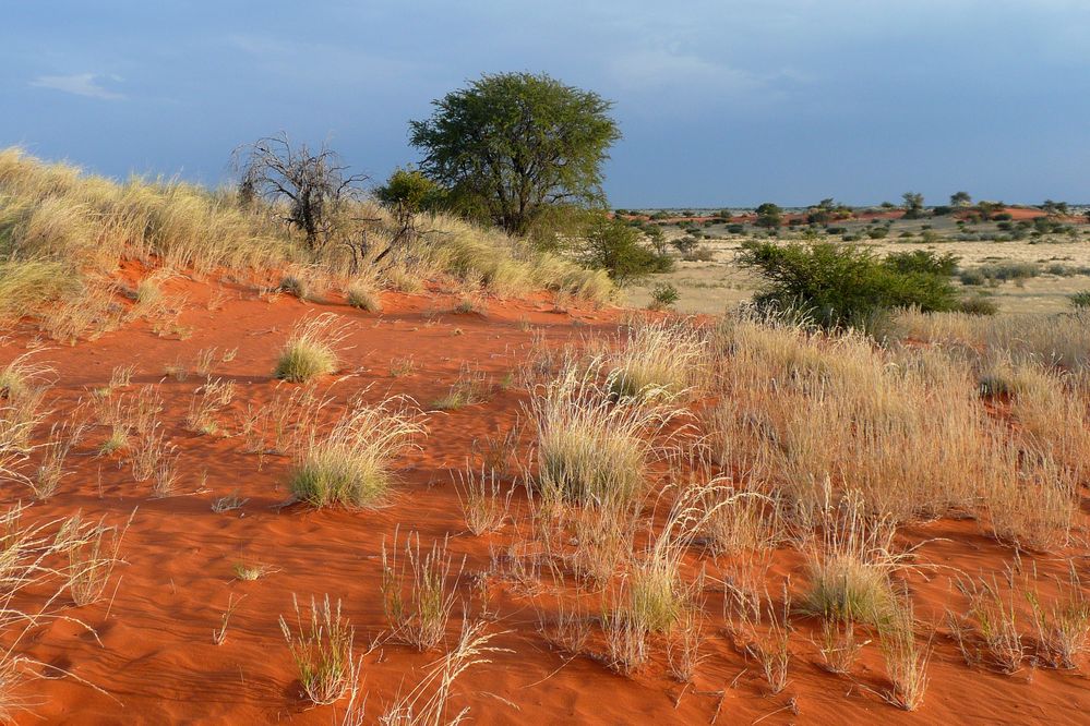 Kalahari von EKA