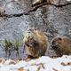 Nutria mit Kind am Wasser