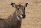 Portrait d'antilope (Boselaphus tragocamelus, nilgaut) by macaire.chantal