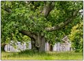 Old Tree in the Garden of Arlington Court  by Manfred Bartels