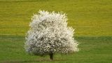 Spring tree by Miloslav