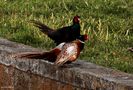 Fighting Pheasants 17 Apr. 2021 A ze von Pier Paolo Fondi