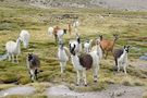 Und überall auf dem Weg nach Arequipa begleiten uns wieder Lama Herden by NraM