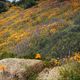 California wild flowers